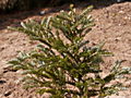 Abies koreana Silver Star IMG_5035 (VALENTA) Jodła koreańska